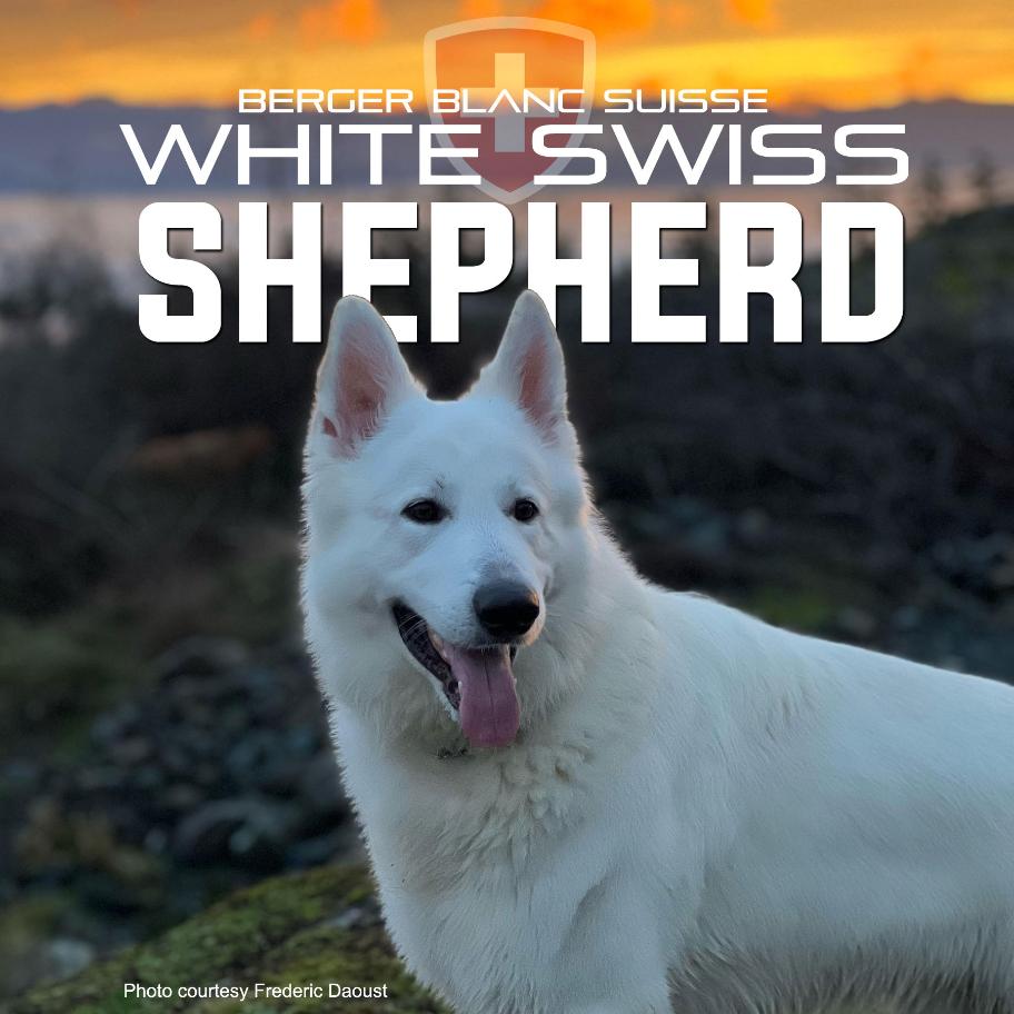 Great white german shepherds cheap